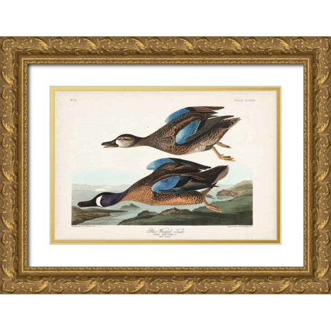 Pl 313 Blue-winged Teal Gold Ornate Wood Framed Art Print with Double Matting by Audubon, John James