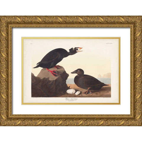 Pl 317 Black or Surf Duck Gold Ornate Wood Framed Art Print with Double Matting by Audubon, John James