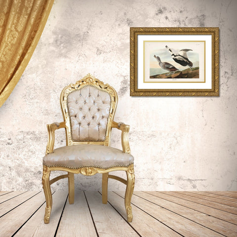Pl 332 Pied Working Duck Gold Ornate Wood Framed Art Print with Double Matting by Audubon, John James