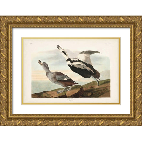 Pl 332 Pied Working Duck Gold Ornate Wood Framed Art Print with Double Matting by Audubon, John James