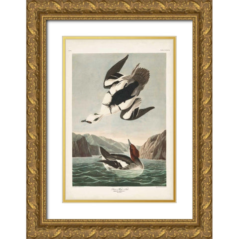 Pl 347 Smen or White Nun Gold Ornate Wood Framed Art Print with Double Matting by Audubon, John James