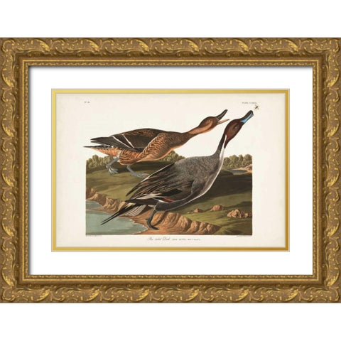 Pl 227 Pin-tailed Duck Gold Ornate Wood Framed Art Print with Double Matting by Audubon, John James