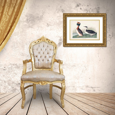 Pl 259 Horned Grebe Gold Ornate Wood Framed Art Print with Double Matting by Audubon, John James