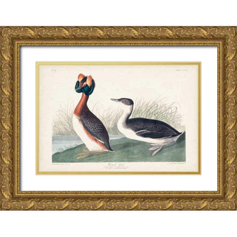 Pl 259 Horned Grebe Gold Ornate Wood Framed Art Print with Double Matting by Audubon, John James