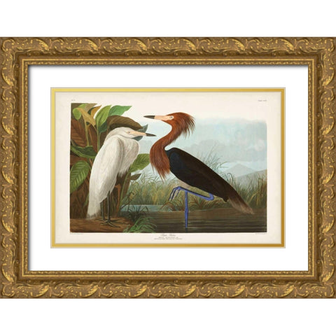Pl 256 Purple Heron Gold Ornate Wood Framed Art Print with Double Matting by Audubon, John James