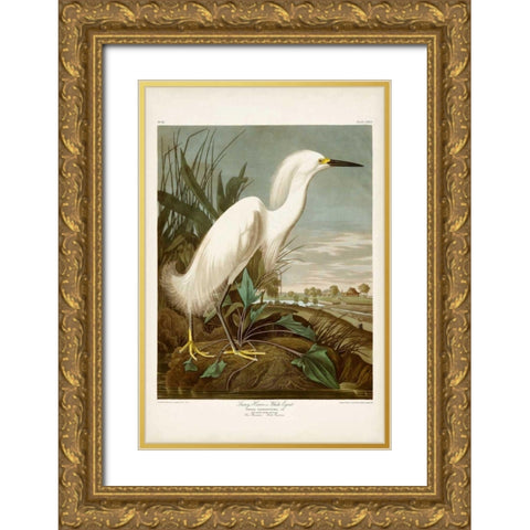 Pl 242 Snowy Heron Gold Ornate Wood Framed Art Print with Double Matting by Audubon, John James