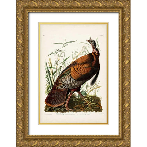 Pl 1 Wild Turkey Gold Ornate Wood Framed Art Print with Double Matting by Audubon, John James