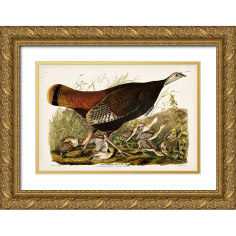 Pl 6 Great American Hen and Young Gold Ornate Wood Framed Art Print with Double Matting by Audubon, John James