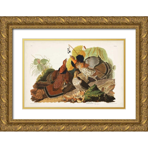 Pl 41 Ruffed Grouse Gold Ornate Wood Framed Art Print with Double Matting by Audubon, John James