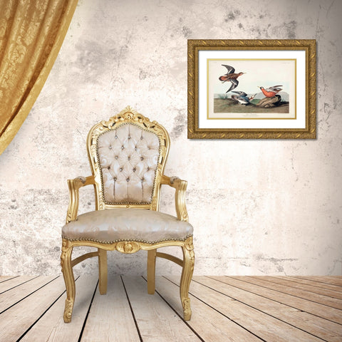 Pl 255 Red Phalarope Gold Ornate Wood Framed Art Print with Double Matting by Audubon, John James