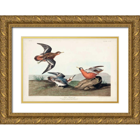 Pl 255 Red Phalarope Gold Ornate Wood Framed Art Print with Double Matting by Audubon, John James