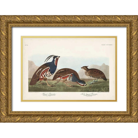 Pl 423 Plummed Partridge Gold Ornate Wood Framed Art Print with Double Matting by Audubon, John James