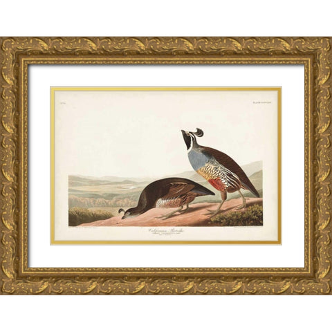 Pl 413 Californian Partridge Gold Ornate Wood Framed Art Print with Double Matting by Audubon, John James