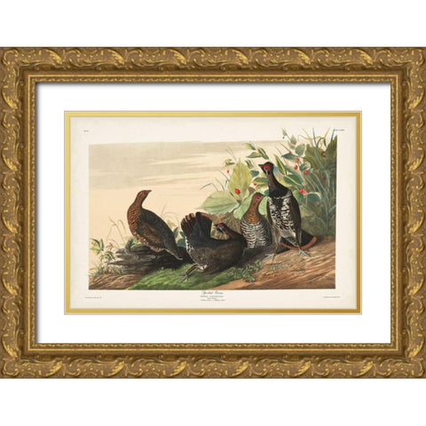 Pl 176 Spotted Grouse Gold Ornate Wood Framed Art Print with Double Matting by Audubon, John James