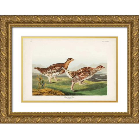 Pl 382 Sharp-tailed Grouse Gold Ornate Wood Framed Art Print with Double Matting by Audubon, John James