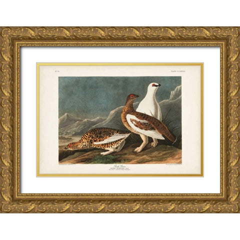 Pl 368 Rock Grouse Gold Ornate Wood Framed Art Print with Double Matting by Audubon, John James
