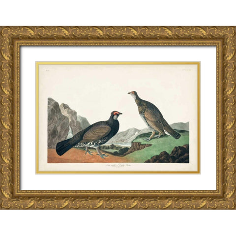 Pl 361 Long-tailed or Dusky Grouse Gold Ornate Wood Framed Art Print with Double Matting by Audubon, John James