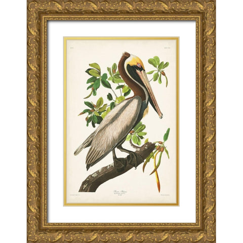 Pl 251 Brown Pelican  Gold Ornate Wood Framed Art Print with Double Matting by Audubon, John James
