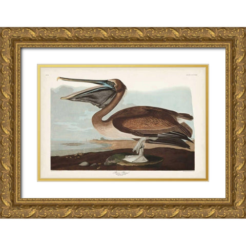 Pl 421 Brown Pelican Gold Ornate Wood Framed Art Print with Double Matting by Audubon, John James