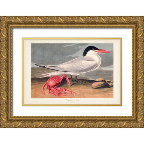 Pl 273 Cyenne Tern Gold Ornate Wood Framed Art Print with Double Matting by Audubon, John James