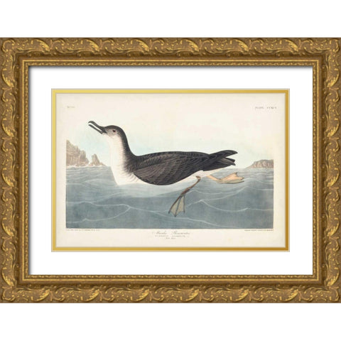 Pl 295 Manks Shearwater Gold Ornate Wood Framed Art Print with Double Matting by Audubon, John James