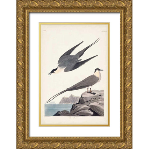 Pl 267 Artic Yager Gold Ornate Wood Framed Art Print with Double Matting by Audubon, John James