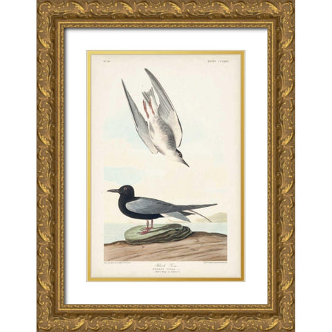 Pl 280 Black Tern Gold Ornate Wood Framed Art Print with Double Matting by Audubon, John James