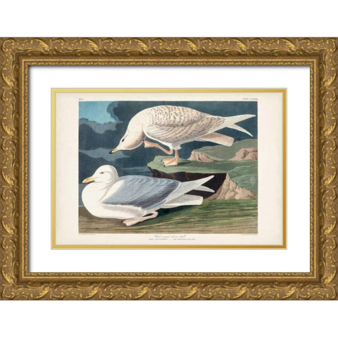 Pl 282 White-winged Silvery Gull Gold Ornate Wood Framed Art Print with Double Matting by Audubon, John James