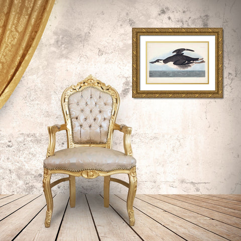 Pl 245 Uria Brunnichi Gold Ornate Wood Framed Art Print with Double Matting by Audubon, John James