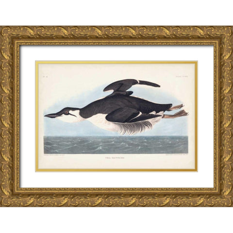 Pl 245 Uria Brunnichi Gold Ornate Wood Framed Art Print with Double Matting by Audubon, John James