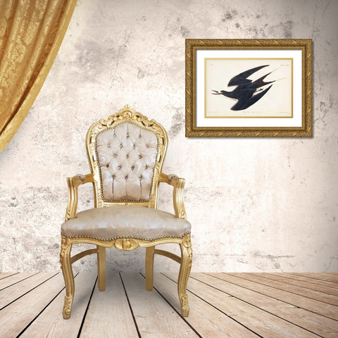 Pl 235 Sooty Tern Gold Ornate Wood Framed Art Print with Double Matting by Audubon, John James