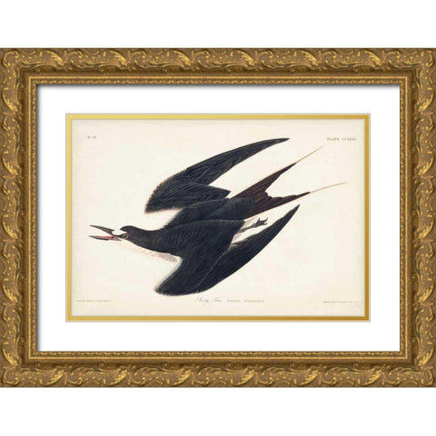 Pl 235 Sooty Tern Gold Ornate Wood Framed Art Print with Double Matting by Audubon, John James