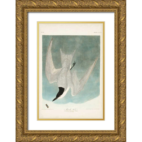 Pl 410 Marsh Tern Gold Ornate Wood Framed Art Print with Double Matting by Audubon, John James