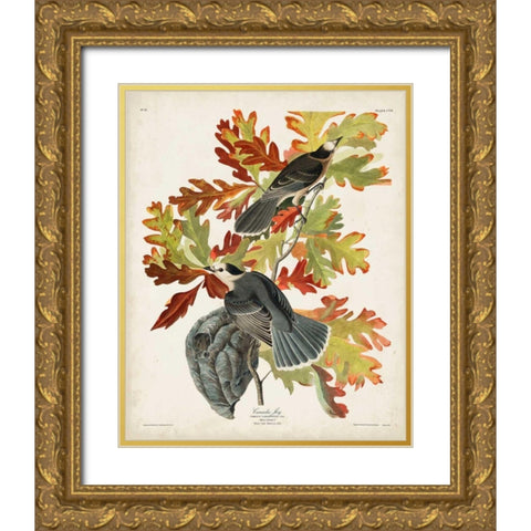Pl 107 Canada Jay Gold Ornate Wood Framed Art Print with Double Matting by Audubon, John James