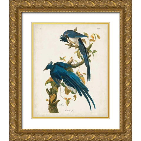 Pl 96 Columbia Jay Gold Ornate Wood Framed Art Print with Double Matting by Audubon, John James
