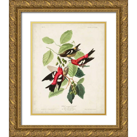 Pl 364 White-winged Crossbill Gold Ornate Wood Framed Art Print with Double Matting by Audubon, John James