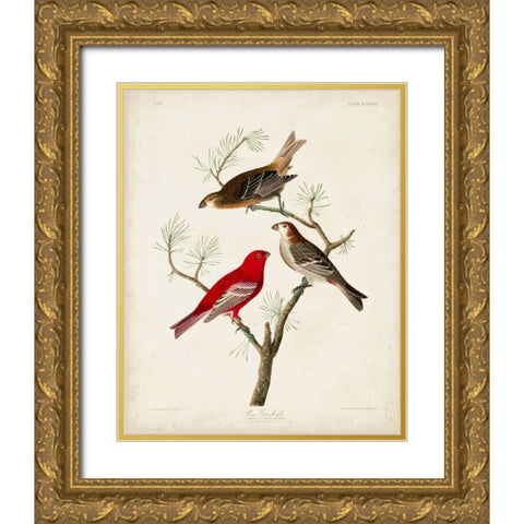 Pl 358 Pine Grosbeak Gold Ornate Wood Framed Art Print with Double Matting by Audubon, John James