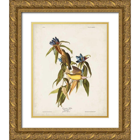 Pl 138 Connecticut Warbler Gold Ornate Wood Framed Art Print with Double Matting by Audubon, John James