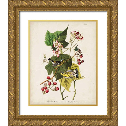 Pl 123 Black and Yellow Warbler Gold Ornate Wood Framed Art Print with Double Matting by Audubon, John James