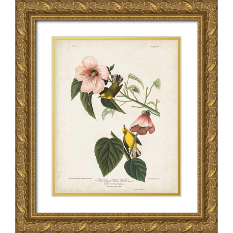 Pl 20 Blue-winged Yellow Warbler Gold Ornate Wood Framed Art Print with Double Matting by Audubon, John James