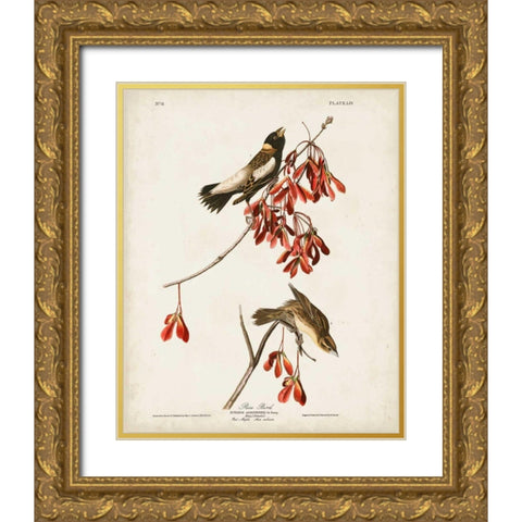 Pl 54 Rice Bird Gold Ornate Wood Framed Art Print with Double Matting by Audubon, John James