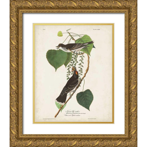 Pl 79 Tyrant Flycatcher Gold Ornate Wood Framed Art Print with Double Matting by Audubon, John James