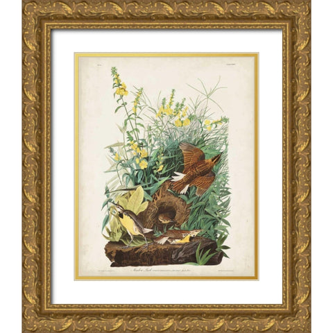 Pl 136 Meadow Lark Gold Ornate Wood Framed Art Print with Double Matting by Audubon, John James