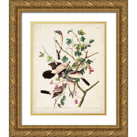 Pl 192 Great Cinereous Shrike Gold Ornate Wood Framed Art Print with Double Matting by Audubon, John James