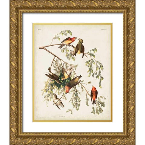 Pl 197 American Crossbill Gold Ornate Wood Framed Art Print with Double Matting by Audubon, John James