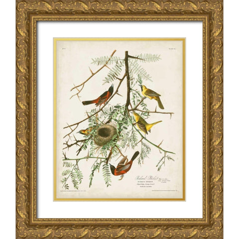 Pl 42 Orchard Oriole Gold Ornate Wood Framed Art Print with Double Matting by Audubon, John James