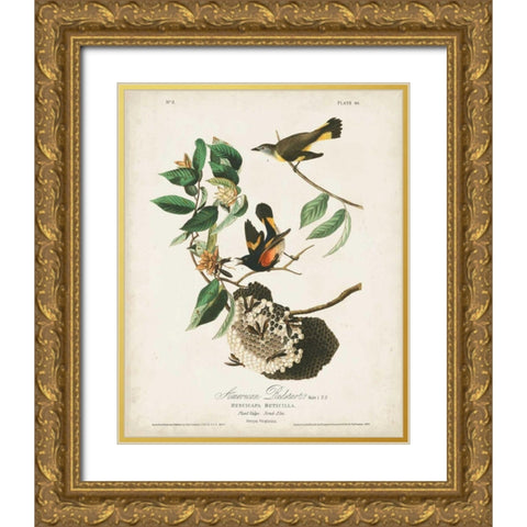 Pl 40 American Redstart Gold Ornate Wood Framed Art Print with Double Matting by Audubon, John James