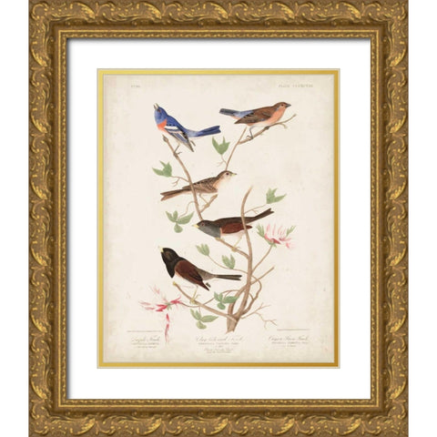 Pl 398 Lazuli Finch Gold Ornate Wood Framed Art Print with Double Matting by Audubon, John James