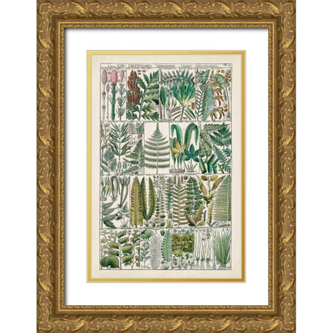 Fern Chart Gold Ornate Wood Framed Art Print with Double Matting by Vision Studio