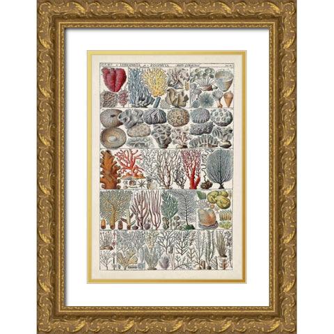 Coral Chart Gold Ornate Wood Framed Art Print with Double Matting by Vision Studio